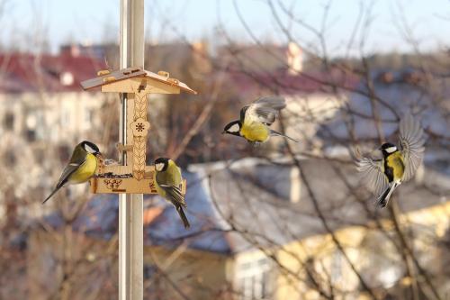 ����������. 