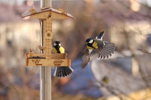 ���������. 