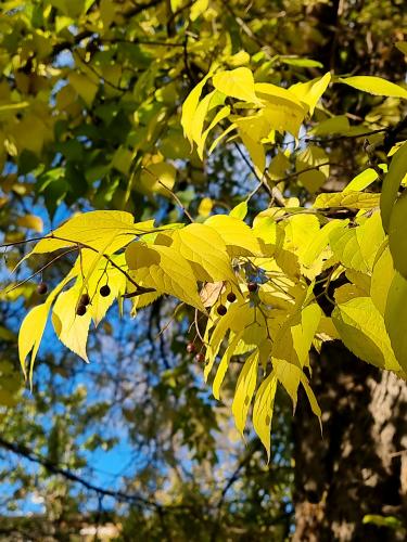 ������ �����