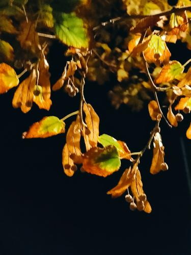 ������ �����