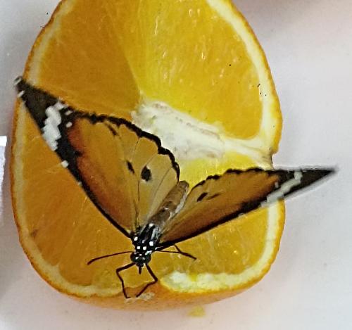 �������