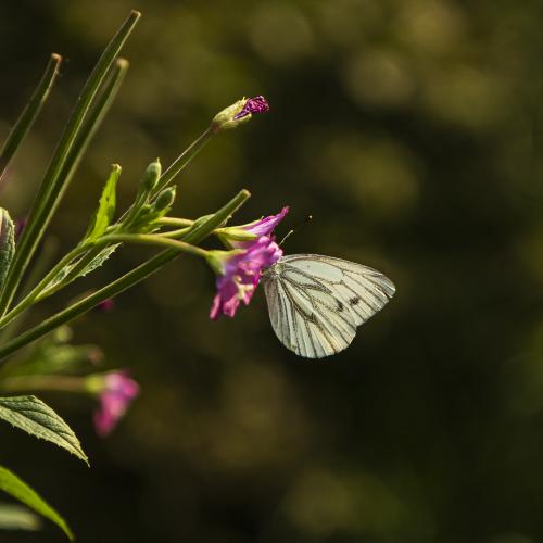 ��������� ������