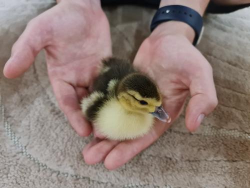 ������ � ������