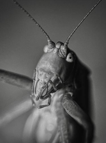 ���� �� �������