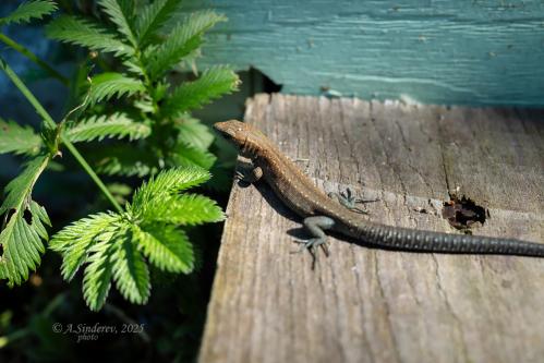 ������� �������