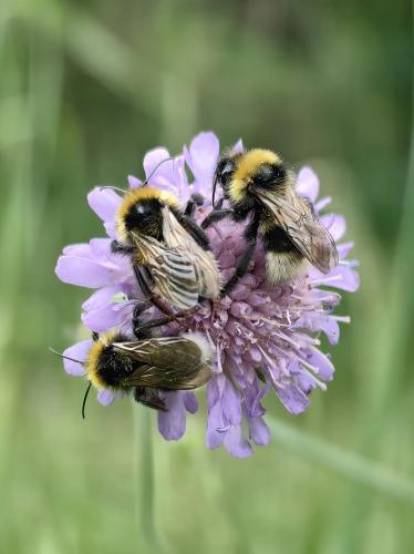 ������ ���������