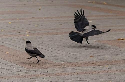 ������� �����