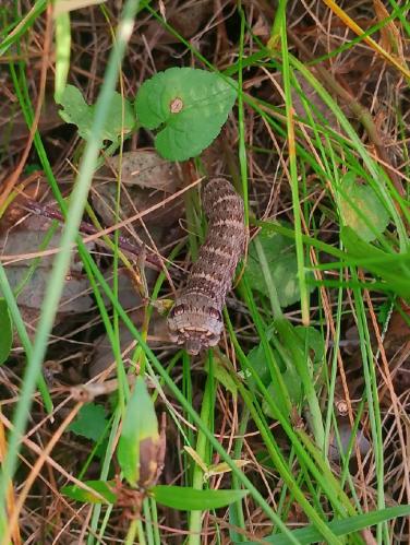 � ��� ����� ��������? 