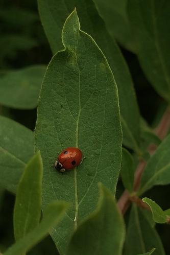 �� �� ������ �������? 