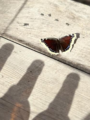 �� ��������