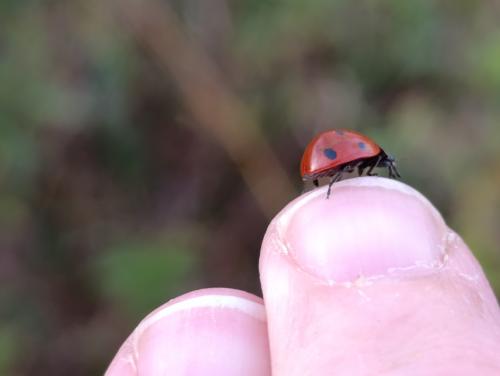 �� ������ �� ������