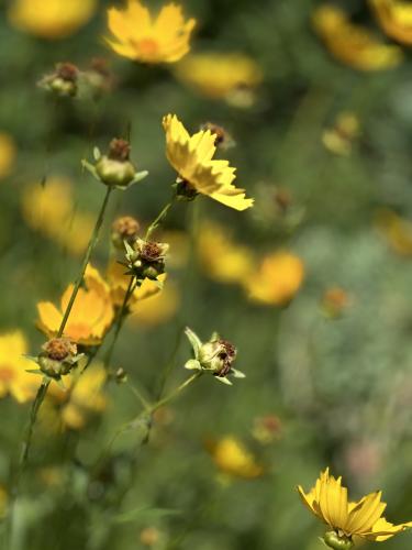 ������� �����