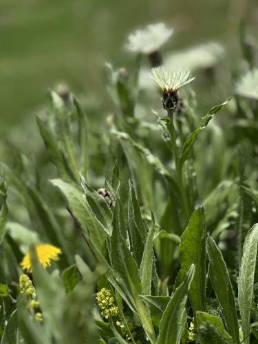 ����� � �����