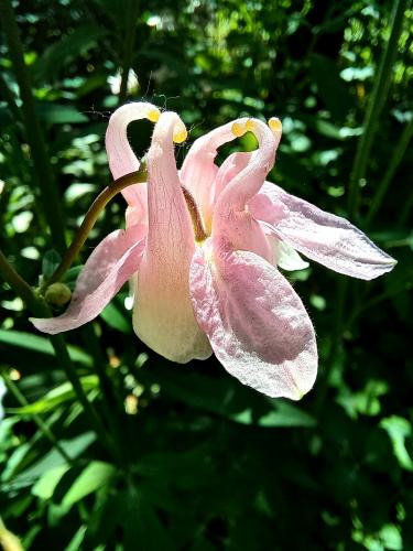 ����� ������� �������