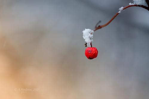 �������� �������