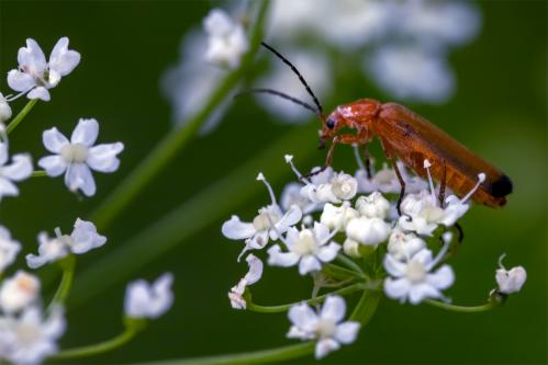 Rhagonycha fulva