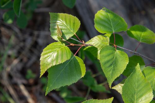 ������ ������