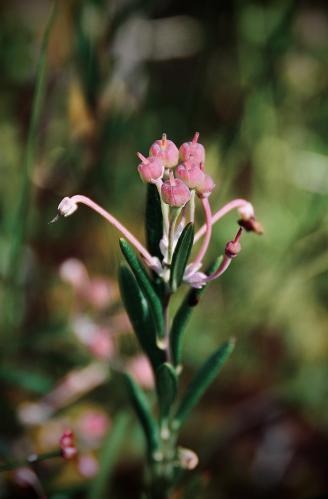 ������� ������