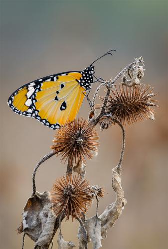 ������� ������� �������