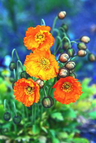 ����� ���� �������� 