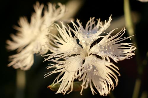 ����� �����