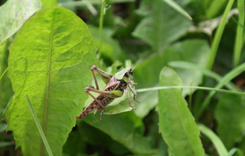 � ����� ����� ��������...