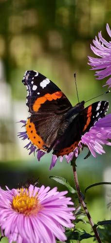 ������� ��������� 