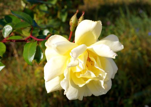 �������  ����