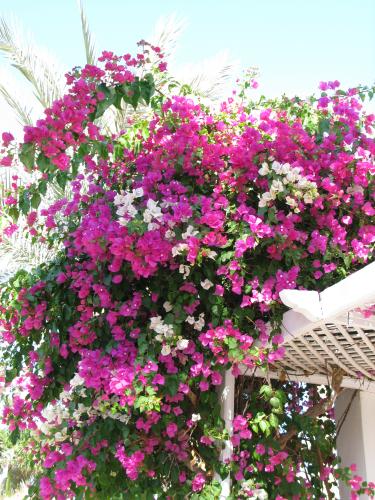 ������� ������