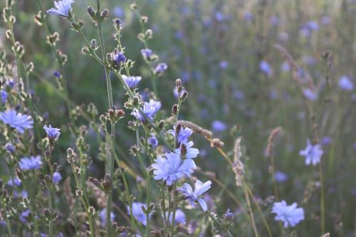 ������� ������ �������