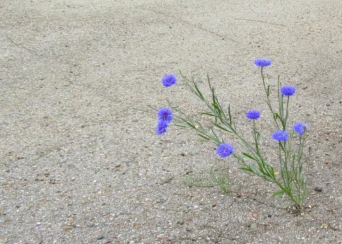 ���������  �����...