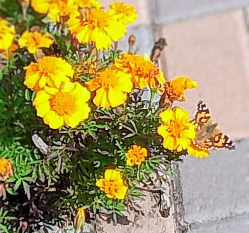 �������