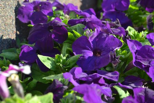 ����� �����