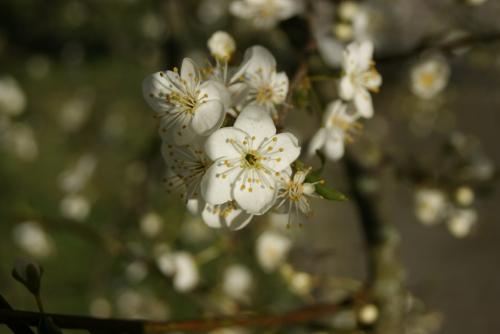 ������ �����