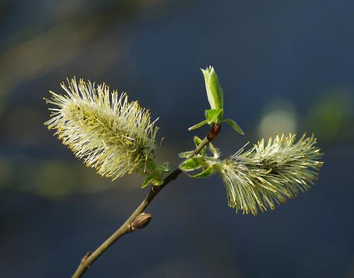 ������� ���