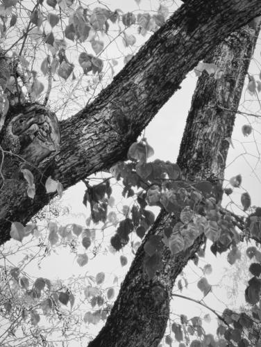 ����� � �������