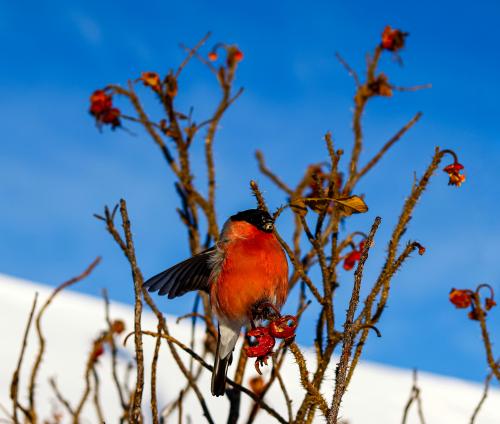 �������� ������ ����