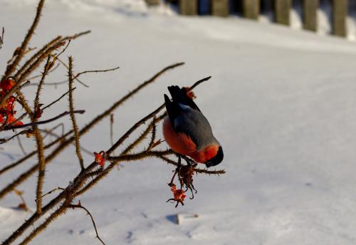 ������ ��� �������