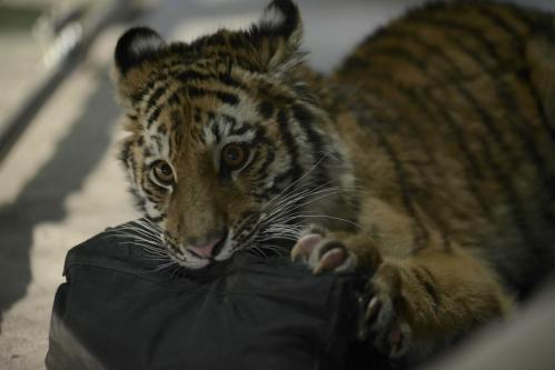 ��� ��� ������