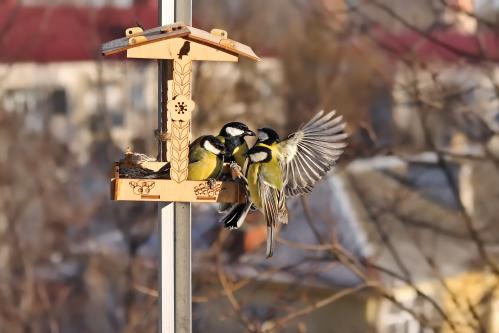 ����-����. 