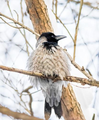 ������ �������