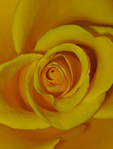 ���������� ��������: 