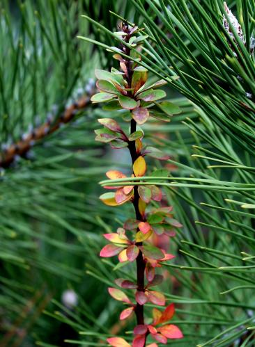 ����� ������