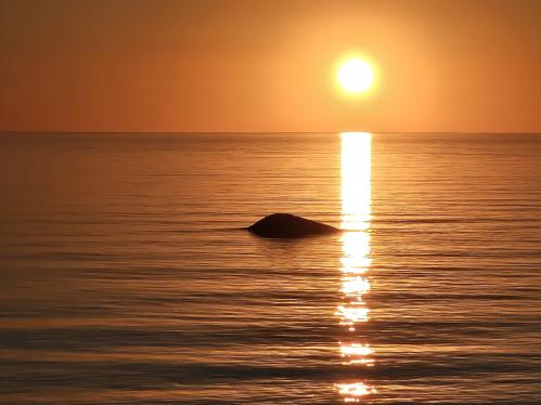 ��������� ����