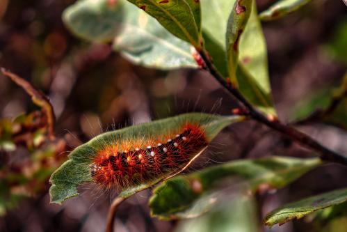 �������� ��������