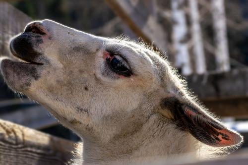 � �������� ��������