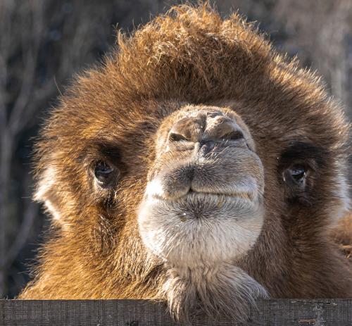 ���������� ������