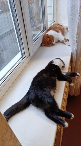 ��� ������ �� ������������ 