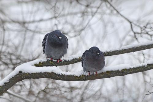 �� � ���. 