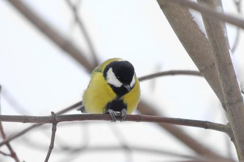 �������. 